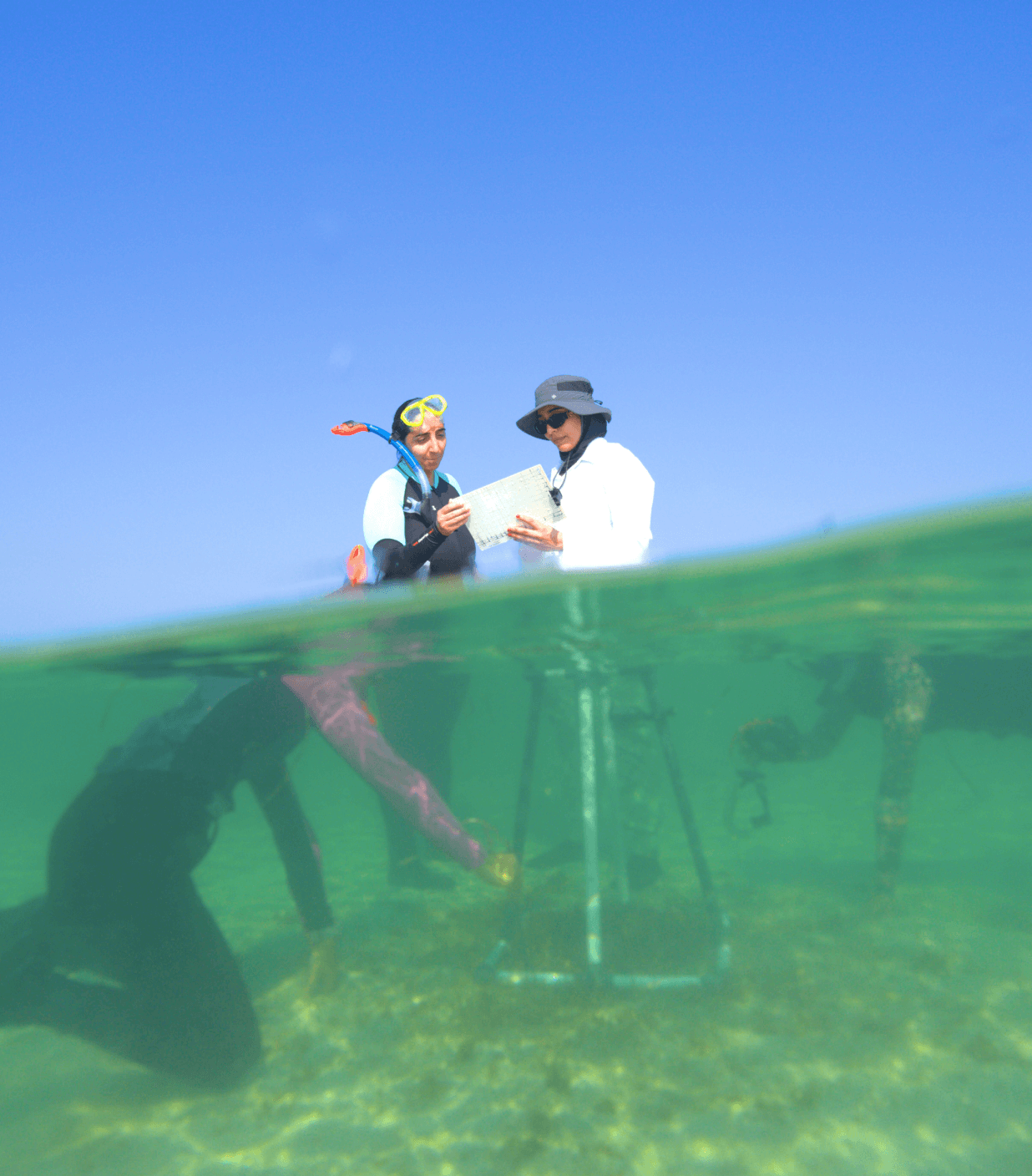 Addressing the Key Questions Driving the Future of Seagrass Resilience