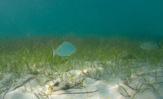 Environment Agency – Abu Dhabi partners with TotalEnergies to launch seagrass restoration programme