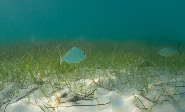 Environment Agency – Abu Dhabi partners with TotalEnergies to launch seagrass restoration programme