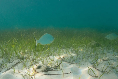 Environment Agency – Abu Dhabi partners with TotalEnergies to launch seagrass restoration programme