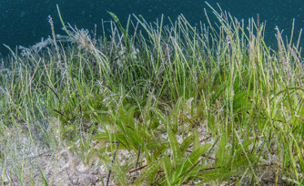 Abu Dhabi to host 16th International Seagrass Biology Workshop