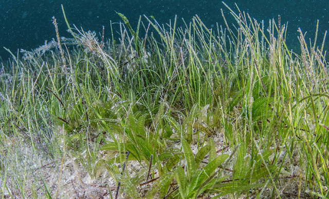 Abu Dhabi to host 16th International Seagrass Biology Workshop