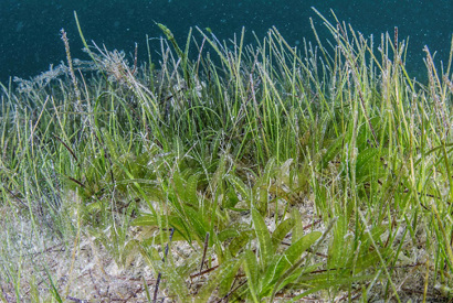 Abu Dhabi to host 16th International Seagrass Biology Workshop